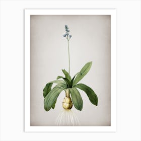 Vintage Scilla Lilio Hyacinthus Botanical on Parchment n.0181 Art Print