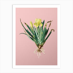 Vintage Crimean Iris Botanical on Soft Pink n.0372 Art Print