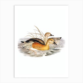 Vintage Plumed Whistling Duck Bird Illustration on Pure White Art Print
