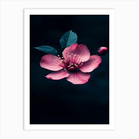 Cherry Blossom 7 Art Print