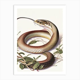 Eastern Rat Snake Vintage Art Print