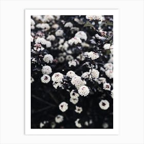 Black And White Flowers Art Print