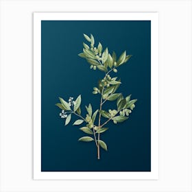 Vintage Fontanesia Phillyreoides Botanical Art on Teal Blue n.0929 Art Print