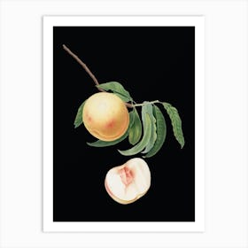Vintage Duracina Peach Botanical Illustration on Solid Black n.0625 Art Print