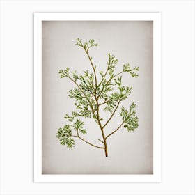 Vintage Atlantic White Cypress Botanical on Parchment n.0938 Art Print