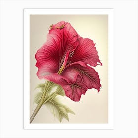 Hibiscus Herb Pencil Colour Art Print