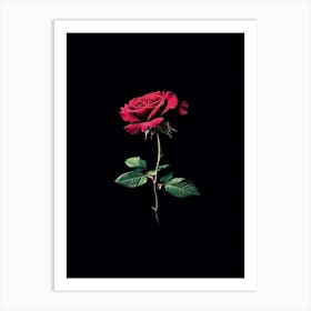 Red Rose On Black Background 73 Art Print