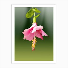 Hibiscus Flower Art Print