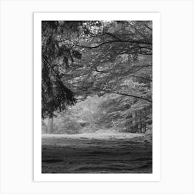 Path In The Woods Black and White 1 Art Print