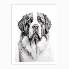 Saint Bernard Dog, Line Drawing 4 Art Print