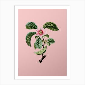 Vintage Chinese Quince Botanical on Soft Pink n.0074 Art Print
