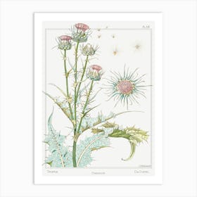 Thistle From The Plant And Its Ornamental Applications (1896), Maurice Pillard Verneuil Art Print