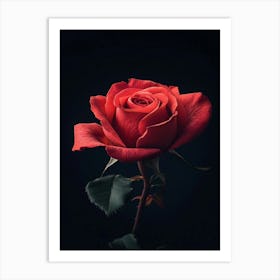 Red Rose On Black Background 14 Art Print