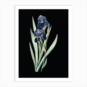 Vintage German Iris Botanical Illustration on Solid Black Art Print