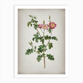 Vintage Prickly Sweetbriar Rose Botanical on Parchment n.0094 Art Print