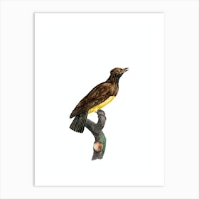Vintage Paradise Crow Female Bird Illustration on Pure White Art Print