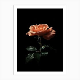 Single Rose On Black Background 12 Art Print