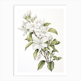 Jasmine Flower Vintage Botanical 1 Art Print