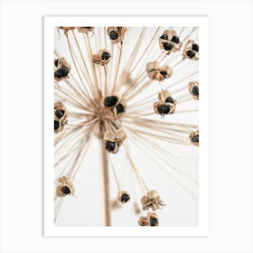 Dried Flower_2191090 Art Print