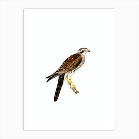 Vintage Eurasian Sparrowhawk Bird Illustration on Pure White n.0041 Art Print