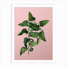 Vintage Common Smilax Botanical on Soft Pink n.0046 Art Print