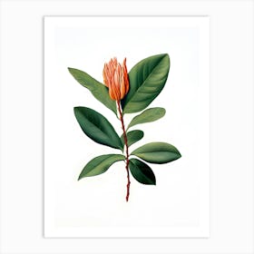 Magnolia 3 Art Print