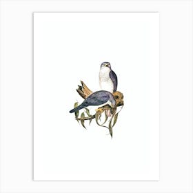 Vintage New Holland Goshawk Bird Illustration on Pure White n.0090 Art Print