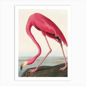 Pink Flamingo 8 Art Print