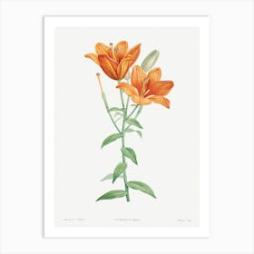 Orange Bulbous Lily From La Botanique De Jj Rousseau, Pierre Joseph Redouté Art Print