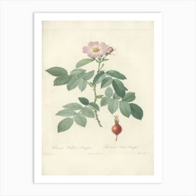 Rose Illustration, Pierre Joseph Redoute, Pierre Joseph Redoute (143) Art Print