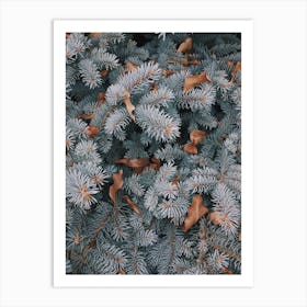 Blue Pine Branches Art Print