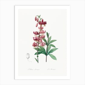 Lilium Martagon Illustration, Pierre Joseph Redoute Art Print