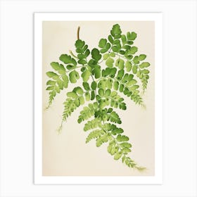 Vintage Illustration Maidenhair Fern 4 Art Print