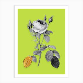 Vintage Double Moss Rose Black and White Gold Leaf Floral Art on Chartreuse n.1025 Art Print