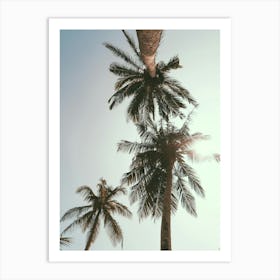 Palm Trees In The Sky Art Print