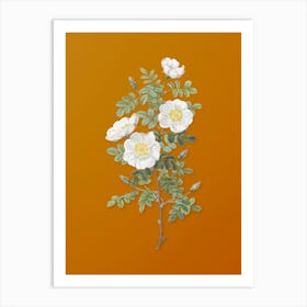 Vintage White Burnet Roses Botanical on Sunset Orange n.0731 Art Print