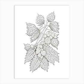 Hops Herb William Morris Inspired Line Drawing 3 Art Print