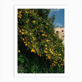 Amalfi Coast Lemons II Art Print