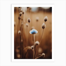 Blue Corn Flower No 4 Art Print