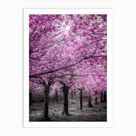 Cherry Blossoms In Sunlight Art Print