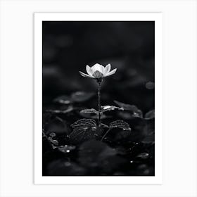 Lotus Flower 45 Art Print