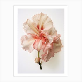 Pressed Flower Botanical Art Amaryllis 2 Art Print