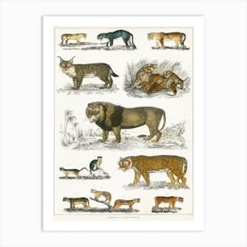 Collection Of Animals In The Feline Family, Oliver Goldsmith Art Print