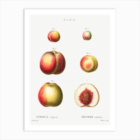 Peach, Pierre Joseph Redoute 2 Art Print