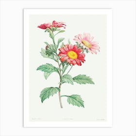 Red Aster from La Botanique de J. J. Rousseau, Pierre Joseph Redoute Art Print