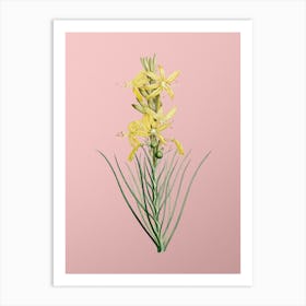 Vintage Yellow Asphodel Botanical on Soft Pink n.0437 Art Print