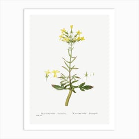 Kalanchoe Laciniata, Pierre Joseph Redoute Art Print