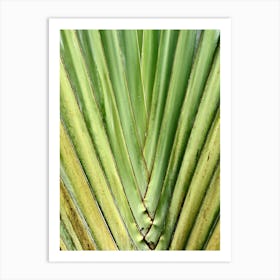 Close Up Of A Palm Leaf Tropical Abstract Art Print