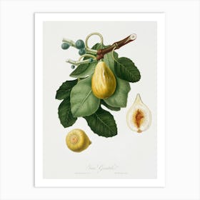 Common Fig (Ficus Carica Sativa) From Pomona Italiana (1817 - 1839), Giorgio Gallesio Art Print