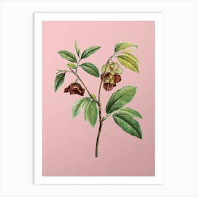 Vintage Papaw Tree Branch Botanical on Soft Pink n.0160 Art Print